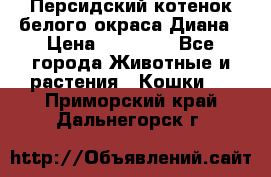 Персидский котенок белого окраса Диана › Цена ­ 40 000 - Все города Животные и растения » Кошки   . Приморский край,Дальнегорск г.